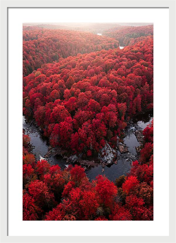 Seasonal Symphony Of Red