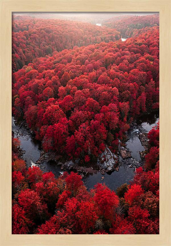 Seasonal Symphony Of Red