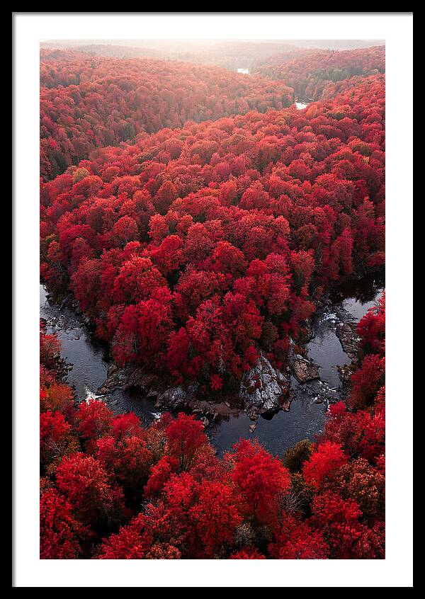 Seasonal Symphony Of Red