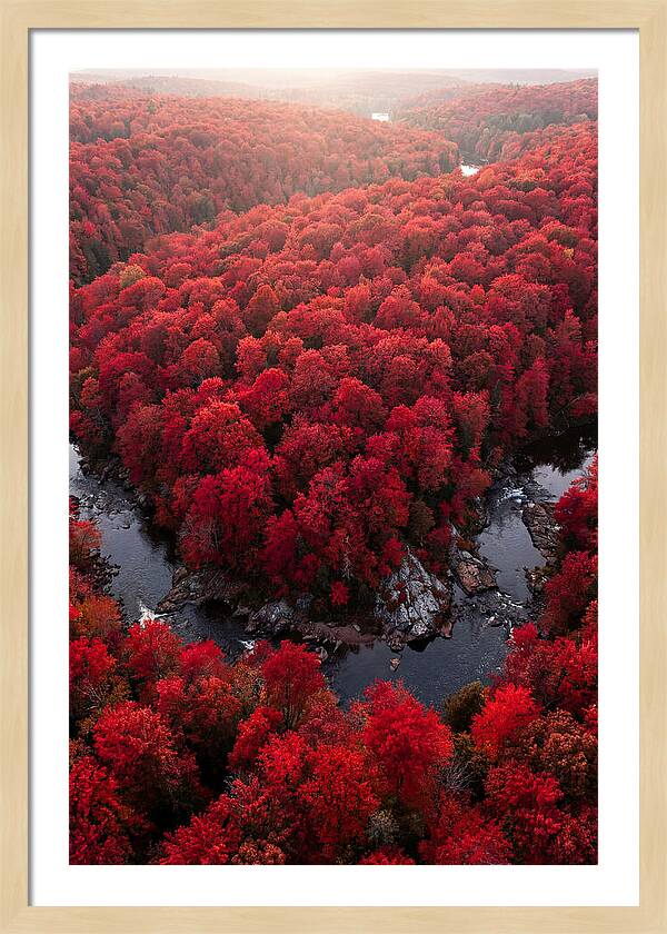 Seasonal Symphony Of Red