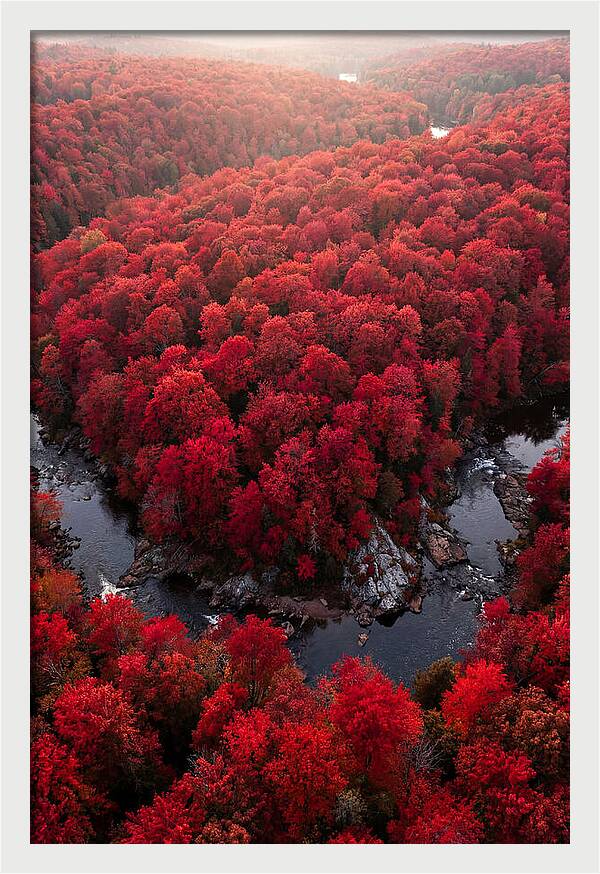 Seasonal Symphony Of Red
