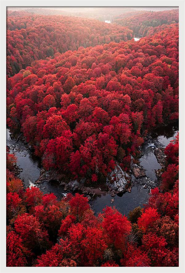 Seasonal Symphony Of Red