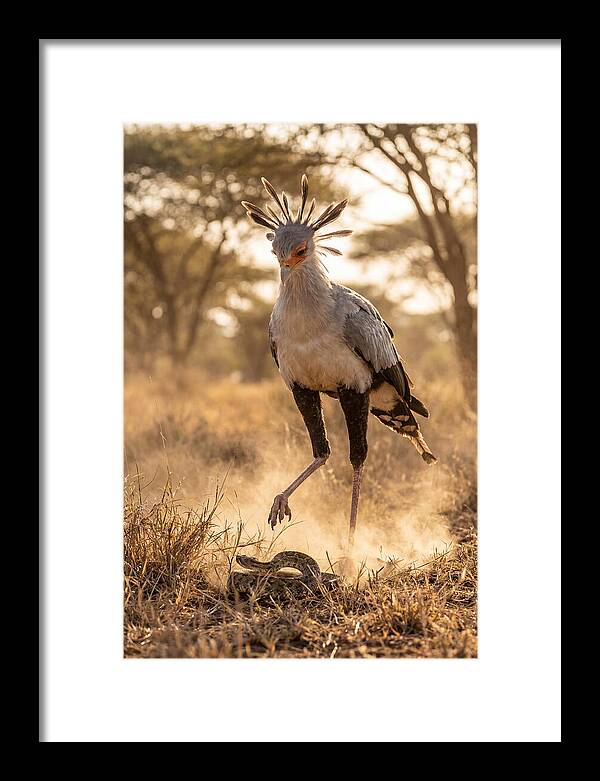 Secretary Bird In Action
