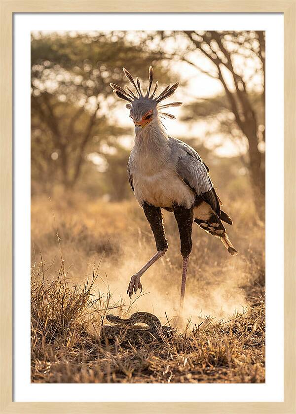 Secretary Bird In Action