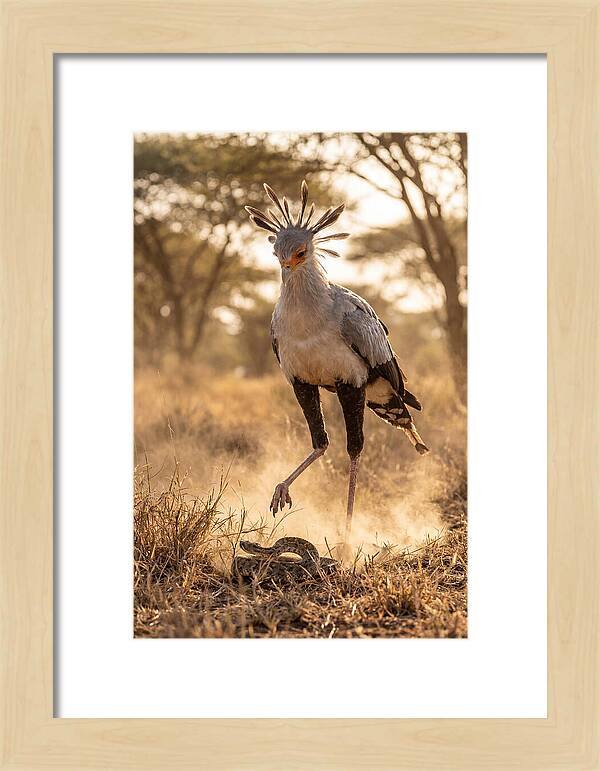 Secretary Bird In Action