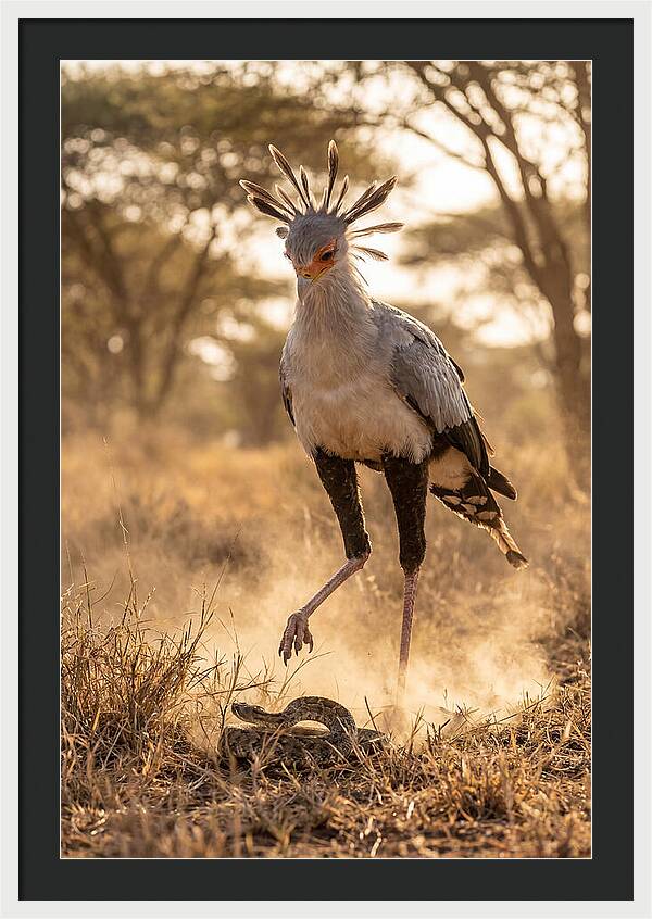 Secretary Bird In Action