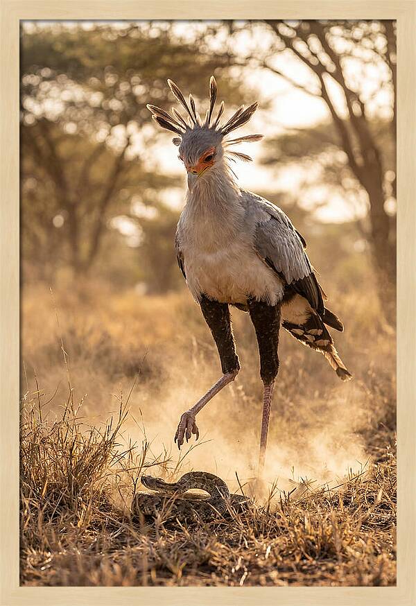 Secretary Bird In Action