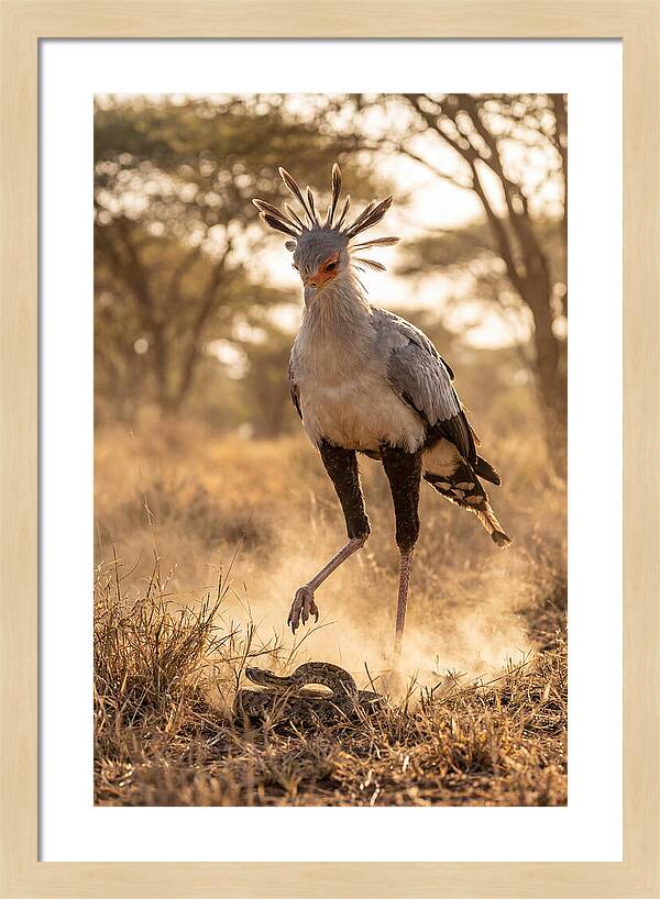 Secretary Bird In Action