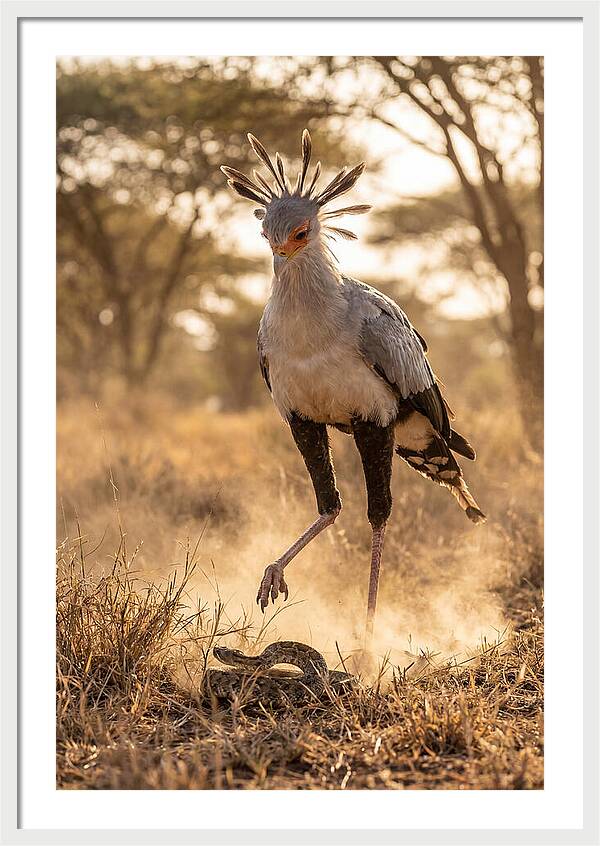 Secretary Bird In Action