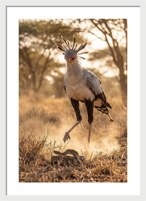 Secretary Bird In Action