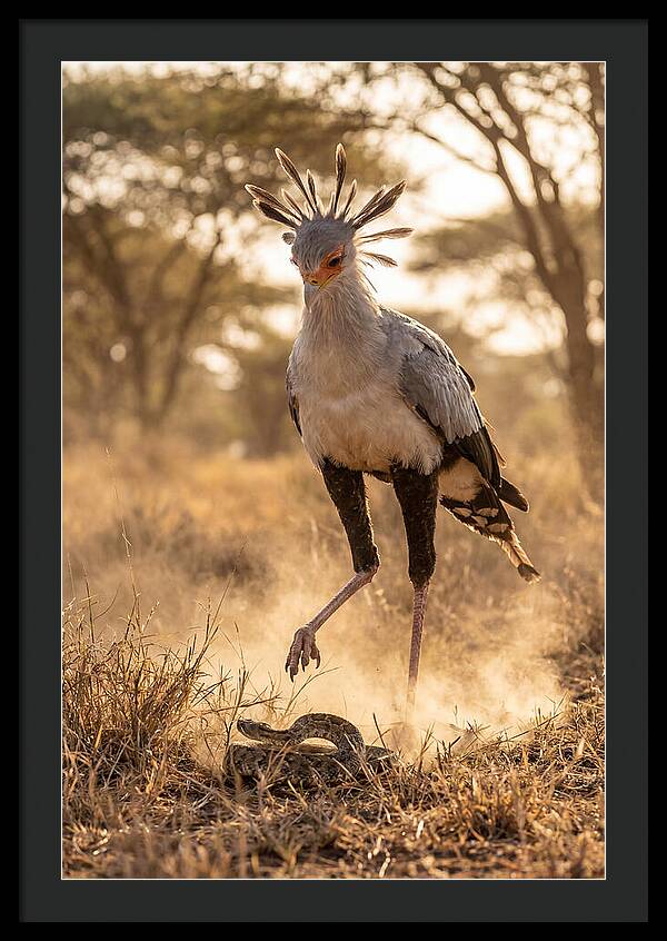Secretary Bird In Action