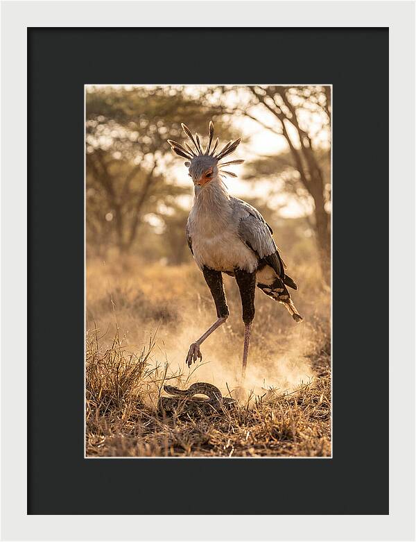 Secretary Bird In Action