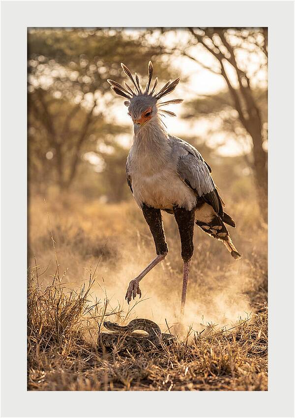 Secretary Bird In Action