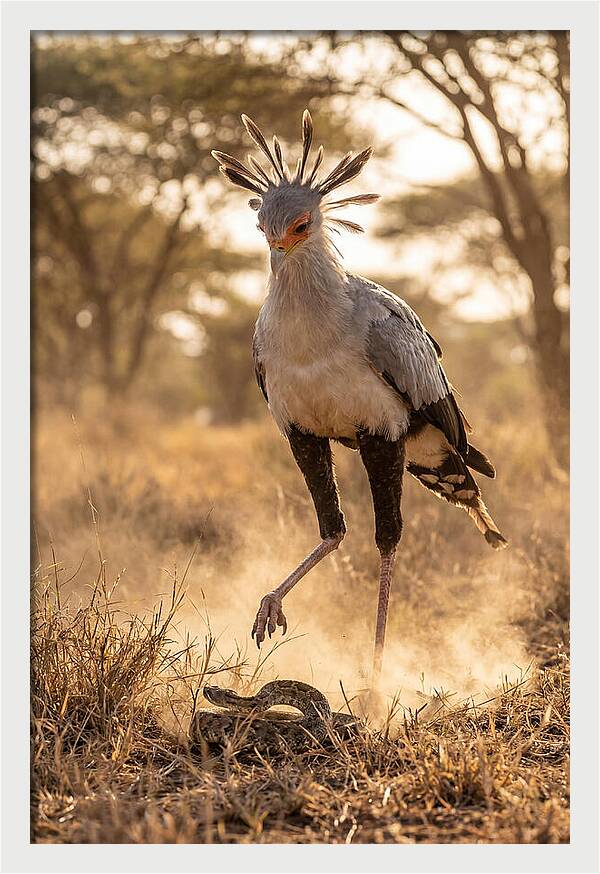 Secretary Bird In Action