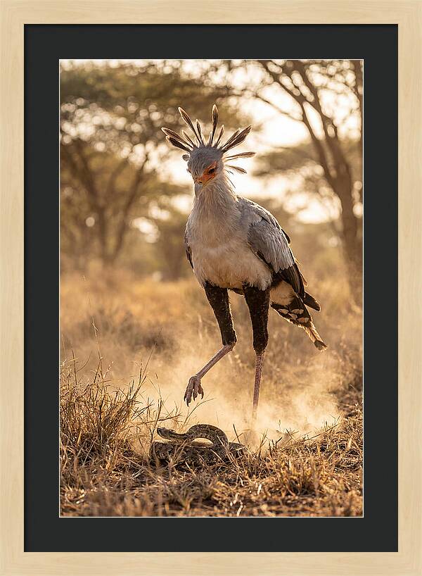 Secretary Bird In Action