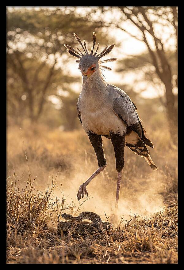 Secretary Bird In Action