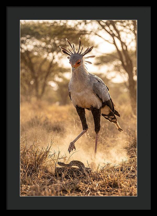 Secretary Bird In Action