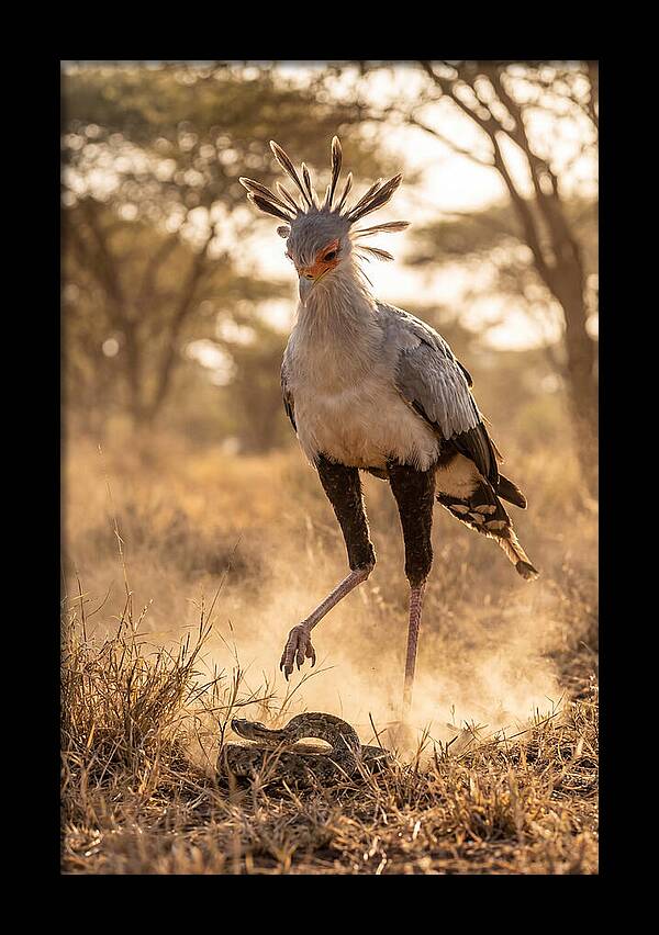 Secretary Bird In Action