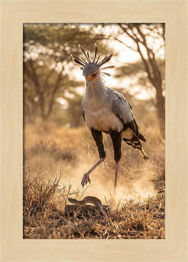 Secretary Bird In Action