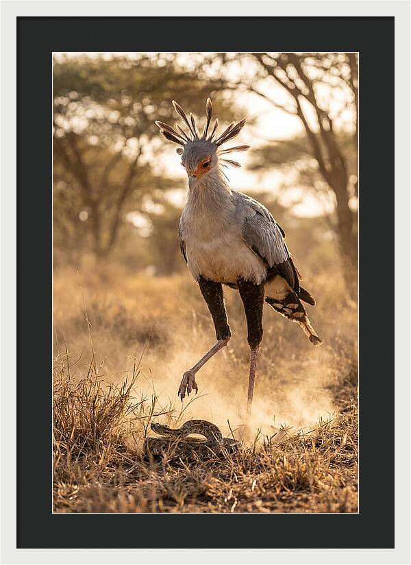 Secretary Bird In Action