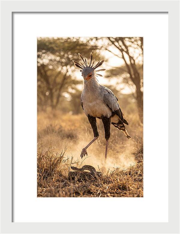 Secretary Bird In Action