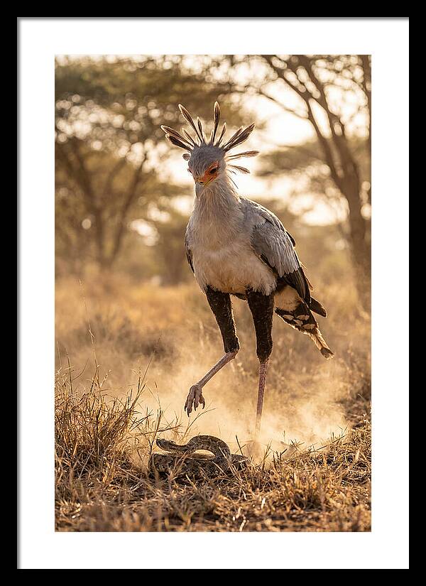 Secretary Bird In Action