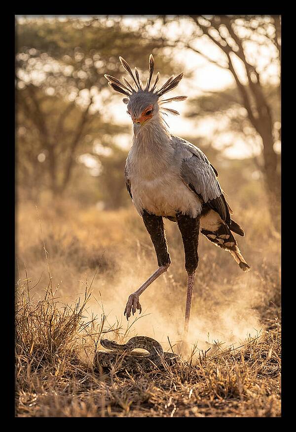Secretary Bird In Action