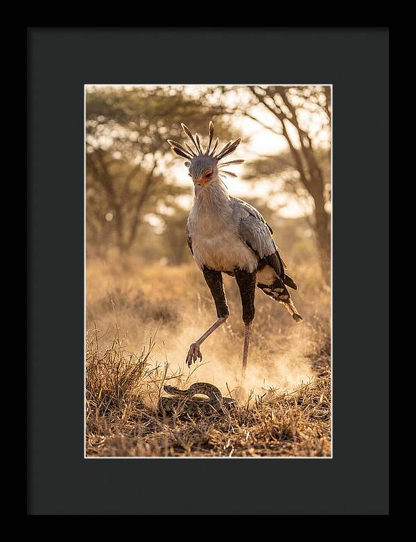Secretary Bird In Action