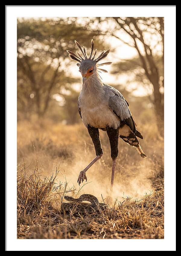 Secretary Bird In Action