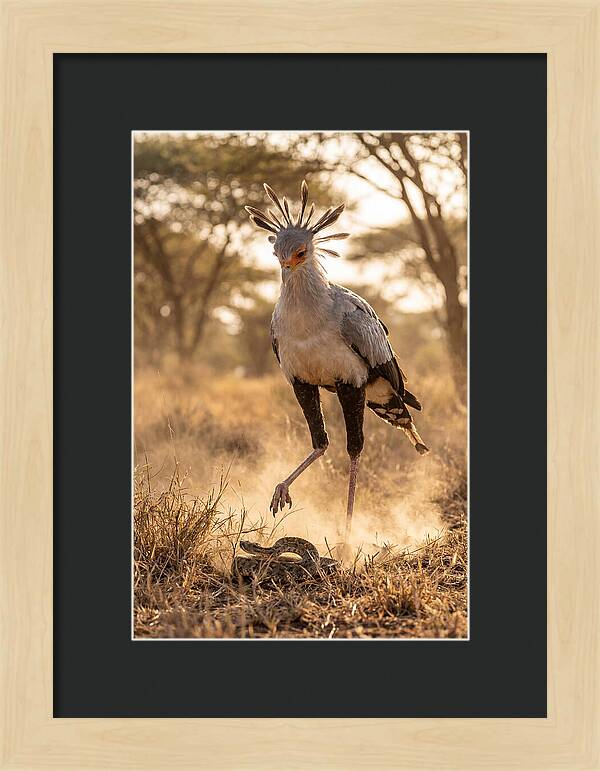 Secretary Bird In Action