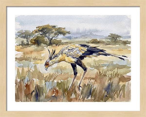Secretary Bird In The Grasslands