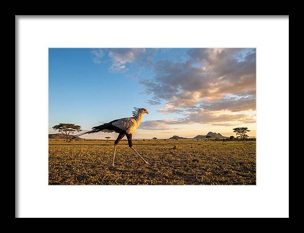 Secretary Bird Striding Across The Savannah