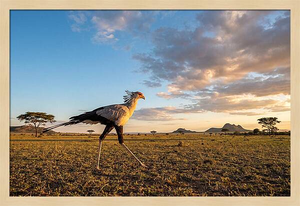 Secretary Bird Striding Across The Savannah
