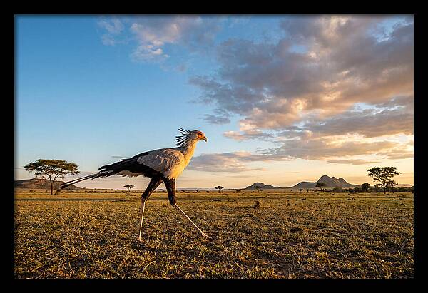 Secretary Bird Striding Across The Savannah