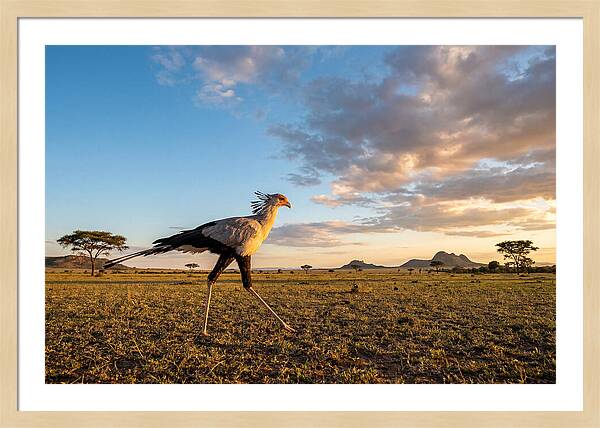 Secretary Bird Striding Across The Savannah