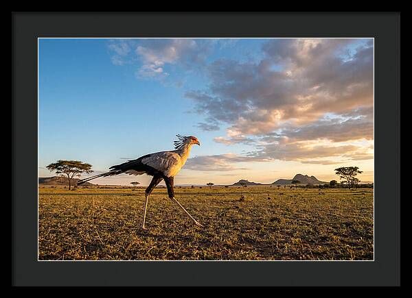 Secretary Bird Striding Across The Savannah