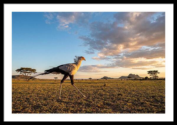 Secretary Bird Striding Across The Savannah