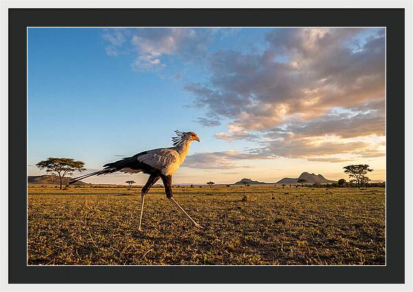 Secretary Bird Striding Across The Savannah