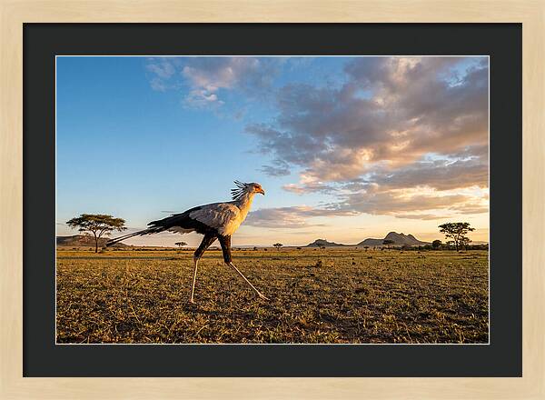 Secretary Bird Striding Across The Savannah