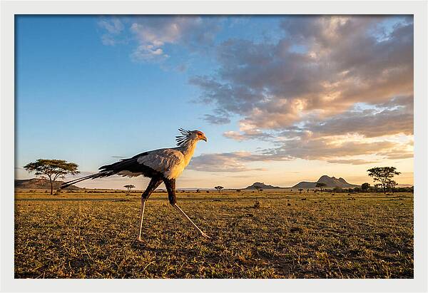 Secretary Bird Striding Across The Savannah