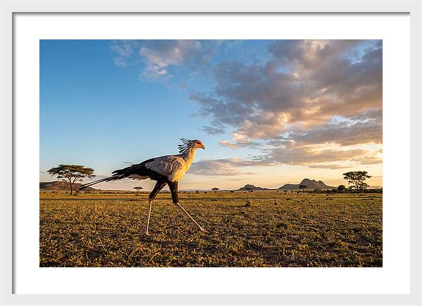 Secretary Bird Striding Across The Savannah