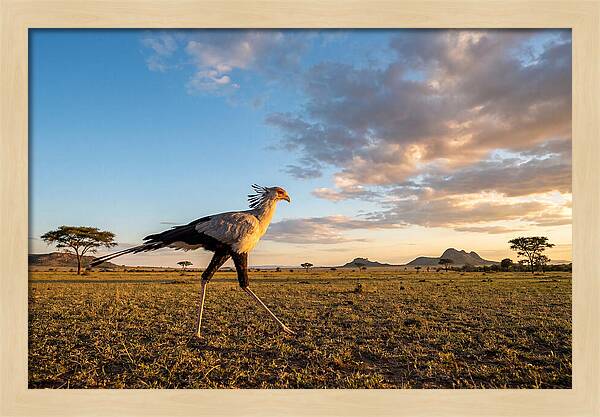 Secretary Bird Striding Across The Savannah
