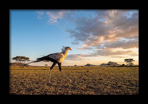 Secretary Bird Striding Across The Savannah
