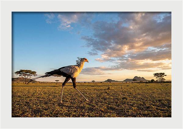 Secretary Bird Striding Across The Savannah