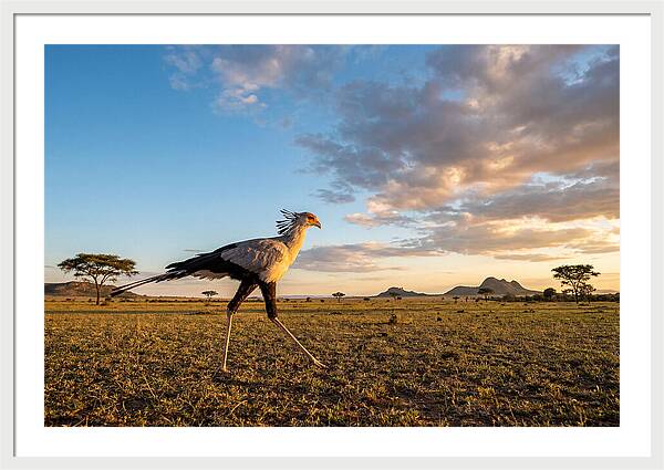 Secretary Bird Striding Across The Savannah