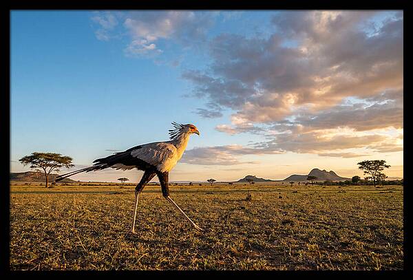 Secretary Bird Striding Across The Savannah