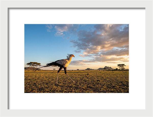 Secretary Bird Striding Across The Savannah