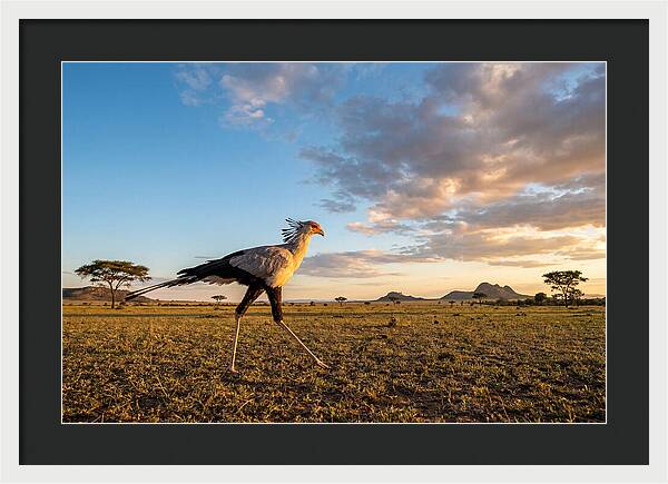 Secretary Bird Striding Across The Savannah
