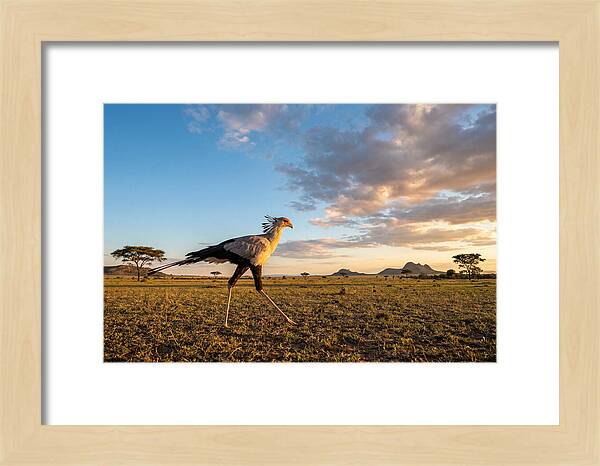 Secretary Bird Striding Across The Savannah