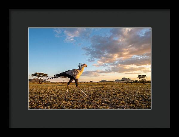 Secretary Bird Striding Across The Savannah